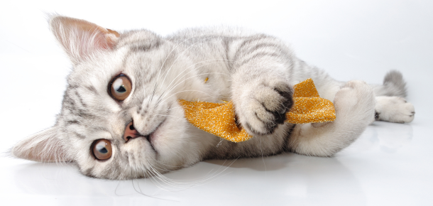 Bark Collars: Do They Work?